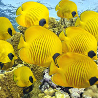 Фотопечать животные: желтые рыбки