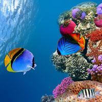Фотопечать животные: подводный мир