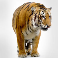 Фотопечать животные: тигр