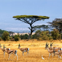 Фотопечать животные: Африка
