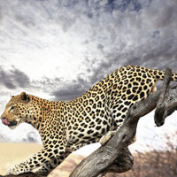 Фотопечать животные: леопард на ветке