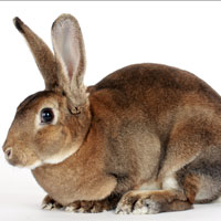 Фотопечать животные: коричневый кролик