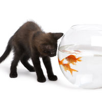 Фотопечать животные: черный котенок и аквариум