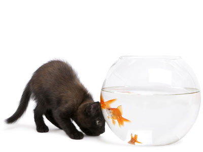 Рисунок для фотопечати: черный котенок, аквариум
