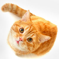 Фотопечать животные: рыжий кот