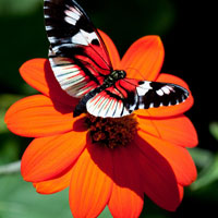 Фотопечать, макро: бабочка, оранжевый цветок