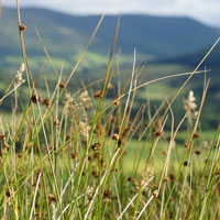 Фотопечать, макро: трава, горы, небо