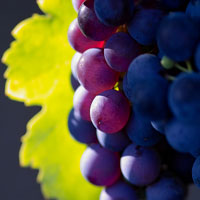 Фотопечать, макро: черный виноград