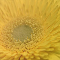 Фотопечать, макро: желтый цветок