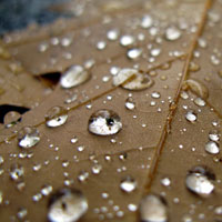 Фотопечать, макро: сухой лист, капли росы