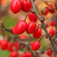 Фотопечать, макро: красные ягоды барбариса