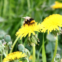 Фотопечать, макро: одуванчики, пчела