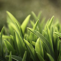 Фотопечать, макро: зеленая трава