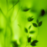 Фотопечать, макро: размытые зеленые ветки