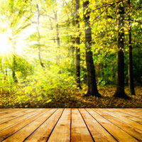 Фотопечать пейзаж: лес, солнце, доски