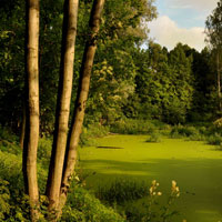 Фотопечать пейзаж: лес, река