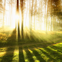 Фотопечать пейзаж: лес, дорога, солнце