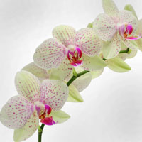 Фотопечать растения: орхидея белая