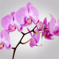 Фотопечать растения: орхидея фиолетовая