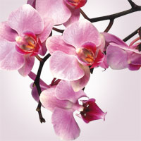 Фотопечать растения: орхидея пурпурная