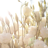 Фотопечать растения: белые цветы