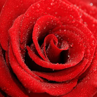 Фотопечать растения: красная роза