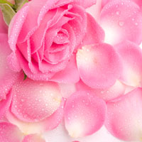 Фотопечать растения: розовые лепестки