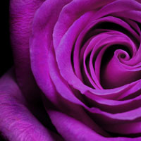Фотопечать растения: фиолетовая роза