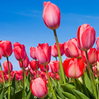 Фотопечать растения: красные тюльпаны