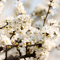 Фотопечать растения: цветущая вишня