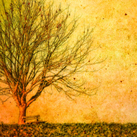 Фотопечать: нарисованное дерево, листья